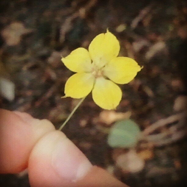 You’ll Find Me Frolicking in Yonder&nbsp;Glen.